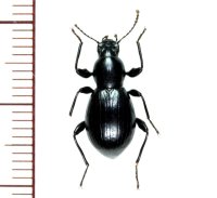 ツシマヒサゴゴミムシダマシ　♂　対馬