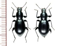 ツシマトゲヒサゴゴミムシダマシ　ペア　対馬
