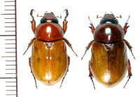 コガネカブトの一種　Cyclocephala simulatrix　ペア   フランス領ギアナ