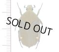 ハナムグリの一種　Gymnetis margineguttata　1頭   フランス領ギアナ