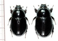 クロマルカブトの一種　Ligyrus ebenus ペア   フランス領ギアナ