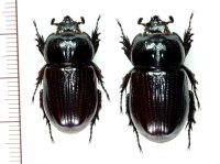 イツカドコカブトの一種　Homophileurus quadrituberculatus　ペア   フランス領ギアナ