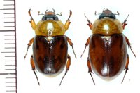 コガネカブトの一種　Cyclocephala undata　ペア  ツートンタイプ  フランス領ギアナ