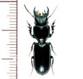 スジナシヒョウタンゴミムシの近似種　23.2mm　Scarites sp.　フィリピン（ルソン島）