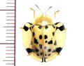 カメノコハムシの一種　Aspidomorpha miliaris 13.8mm　ベトナム中部