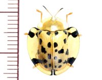 カメノコハムシの一種　Aspidomorpha miliaris 13.8mm　ベトナム中部