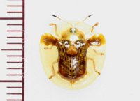 カメノコハムシの一種　Aspidomorpha sanctaecrucis　ベトナム中部