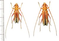 カミキリムシの一種　Styliceps striatus　ペア   フランス領ギアナ