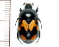 ヨツバコガネの一種　Parastasia sp. ♀18mm　フィリピン（ルソン島）