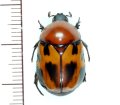 ヨツバコガネの一種　Parastasia sp. ♂19.5mm　フィリピン（ルソン島）