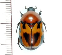ヨツバコガネの一種　Parastasia sp. ♂19.5mm　フィリピン（ルソン島）