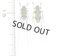サキシマコブヒゲカミキリ　中型ペア♂13.8mm♀15.8mm　西表島