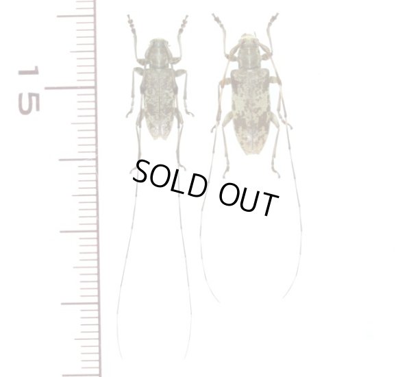 画像1: サキシマコブヒゲカミキリ　中型ペア♂13.8mm♀15.8mm　西表島