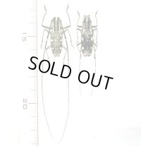 イシガキキボシカミキリ 　大型ペア　♂♀29.2mm　西表島