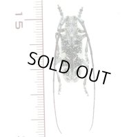 ヨコヤマヒゲナガガミキリ　♂25.8mm　佐賀県