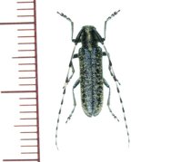 ミチノクケマダラカミキリ　♂　岩手県
