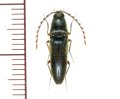 ヒゲナガコメツキ　1頭　佐賀県