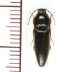 アマミオオクシコメツキ　1頭　奄美大島