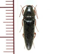 ヒラタクシコメツキ　1頭　大分県