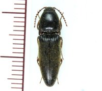 リュウキュウクシコメツキ　1頭　沖縄本島