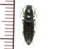 オオハナコメツキ　1頭　熊本県