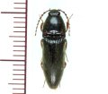タカハシクシコメツキ　1頭　奄美大島