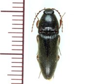 タカハシクシコメツキ　1頭　奄美大島