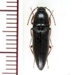 アカアシオオクシコメツキ　1頭　熊本県