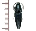 ヒメクロナガコメツキ 　♀　鹿児島県