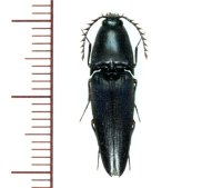ヒメクロナガコメツキ 　♀　鹿児島県