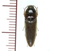 マサキオオクシコメツキ　1頭　沖縄本島
