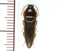 ヤンバルクシコメツキ　1頭　沖縄本島