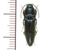 クシコメツキ　1頭　大分県