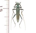 ホソカミキリ　♀　  北海道