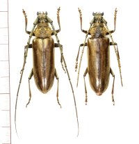ニッポンムネヒダミヤマカミキリ　大型ペア ♂♀48.7mm　石垣島
