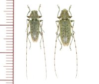 アナバネヒゲナガカミキリ　ペア　石垣島
