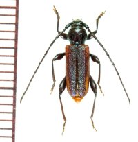 ヒメスギカミキリ　♂　北海道