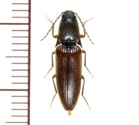 ヨナグニホソクシコメツキ　♂　与那国島