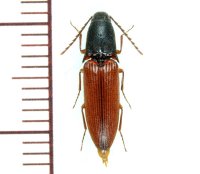 アカホソクシコメツキ　原名亜種　♂　石垣島