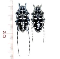 タイワンゴマダラカミキリ　ペア　石垣島