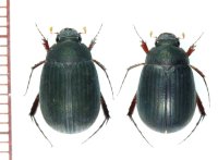 リュウキュウビロウドコガネ　ペア　伊良部島