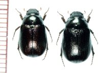 ミヤコカンショコガネ　ペア　宮古島