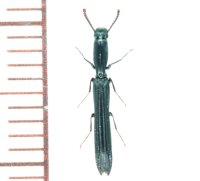 ルイスホソカタムシ 1頭　西表島