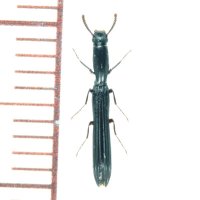 ルイスホソカタムシ 1頭　石垣島