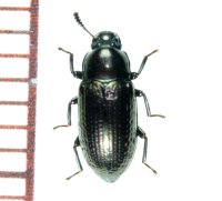 アカバチビキマワリモドキ  ブラックタイプ　♀　石垣島