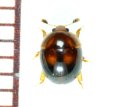 マルケシキスイ属の一種 Cyllodes sp.　1頭　石垣島