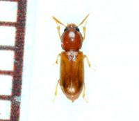 アメイロホソゴミムシダマシ　1頭　石垣島