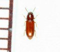 アマミホソゴミムシダマシ　1頭　石垣島
