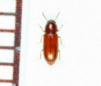 アマミホソゴミムシダマシ　1頭　石垣島