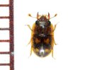 ヨツモンキバケシキスイ　1頭　石垣島